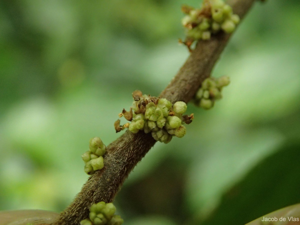 Boehmeria depauperata Wedd.